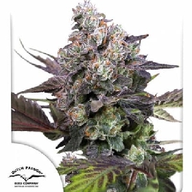 Candy Bubatz XL > Dutch Passion